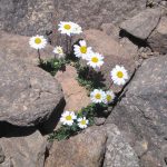 flowers in rocks