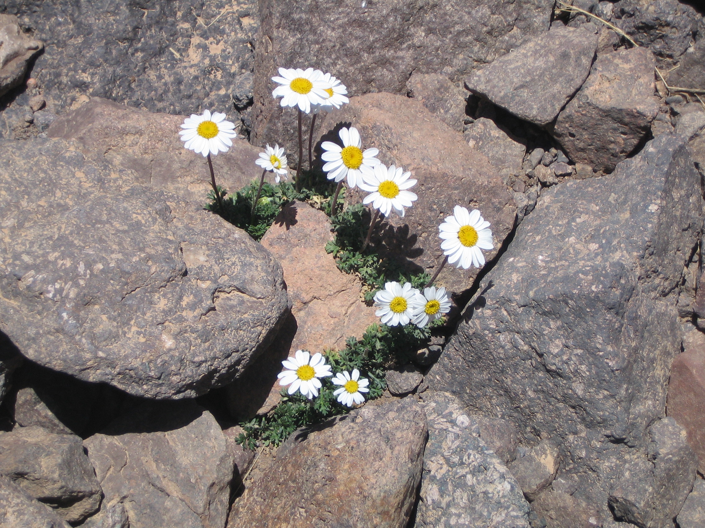 flowers growing through rocks blog header Institute for Jewish