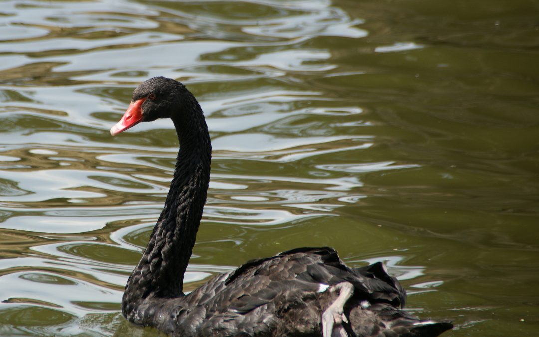 Of Black Swans and Sabbatical Years