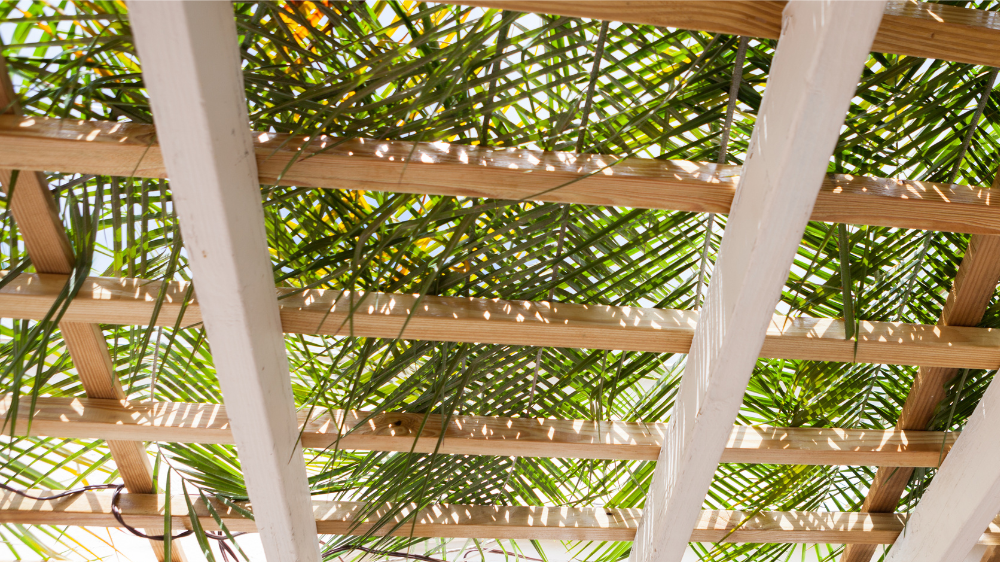 Building a Sukkah of Hope
