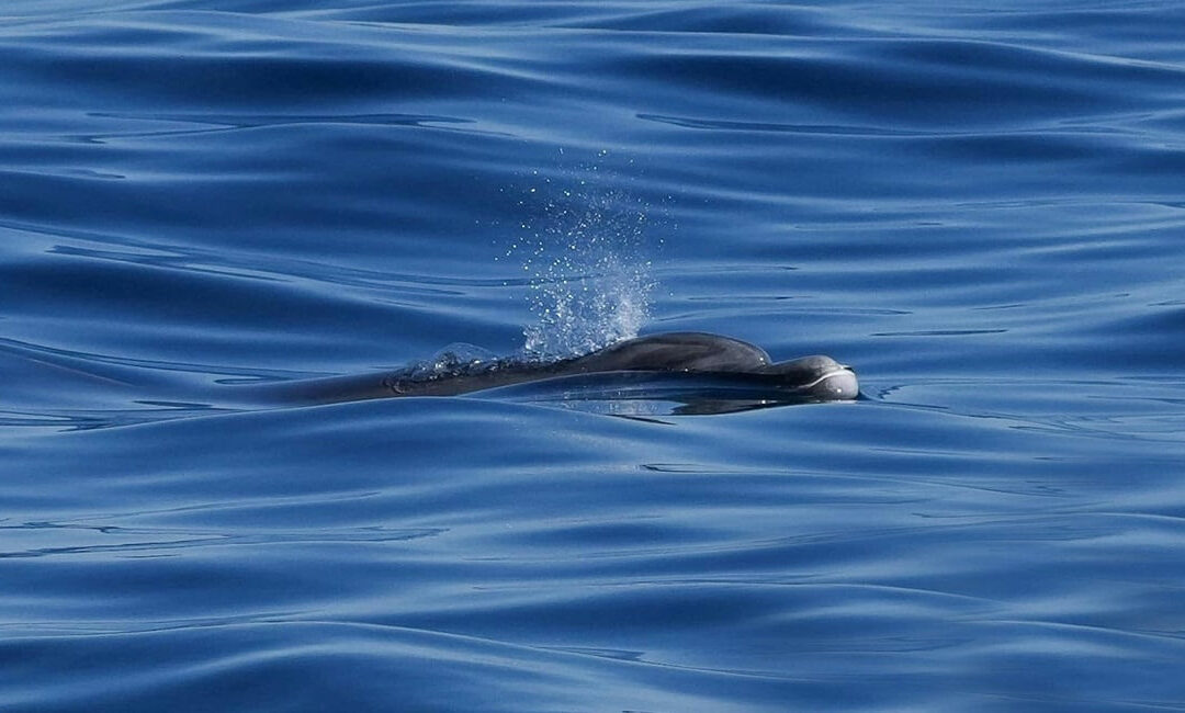 My Fiftieth High Holidays: A Personal Jubilee (Shabbat Shuva 5786)