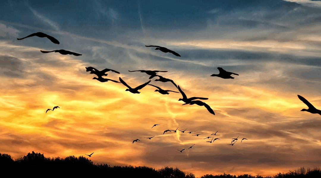 Chayei Sarah 5786: The Heart Wants To Be Open