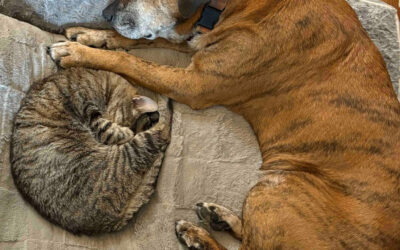 Our Fine Furry Friends (Bo 5786)