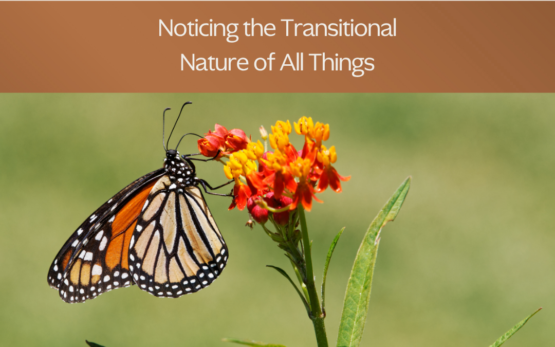 Noticing the Transitional Nature of All Things