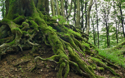 Roots & Shoots (Bamidbar 5786)